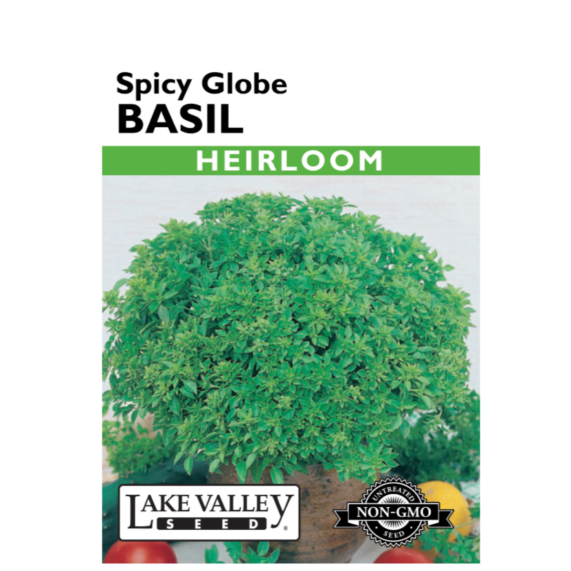 Basil Spicy Globe Heirloom
