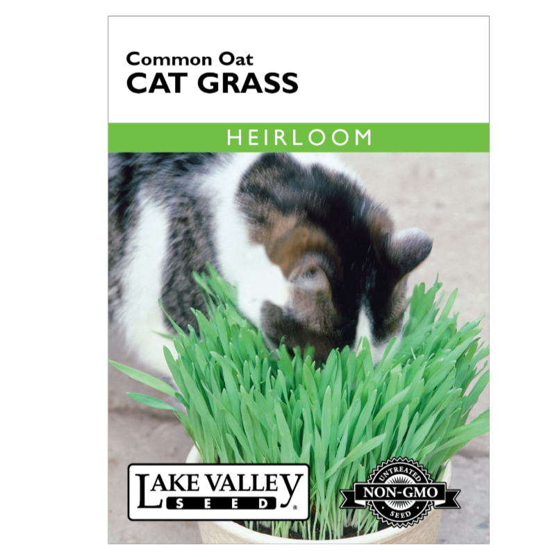 Cat Grass Common Oat Heirloom