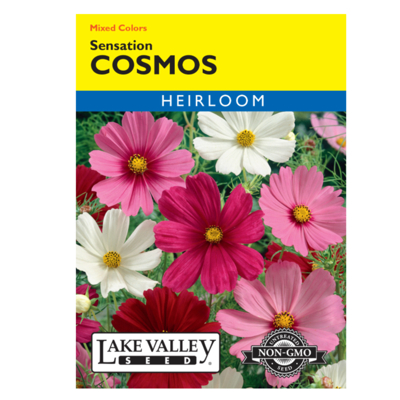 Cosmos Sensation Mixed Colors Heirloom