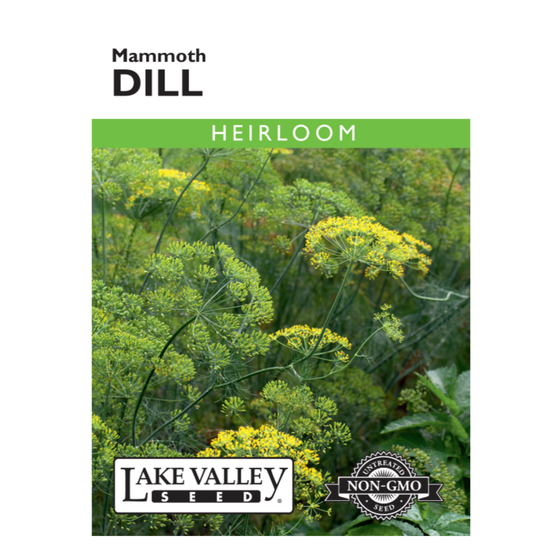 Dill Mammoth Heirloom