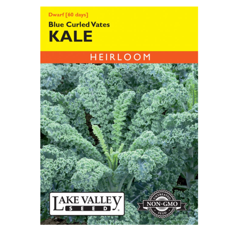 Kale Dwarf Blue Curled Vates Heirloom