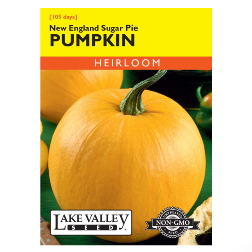 Pumpkin New England Sugar Pie Heirloom