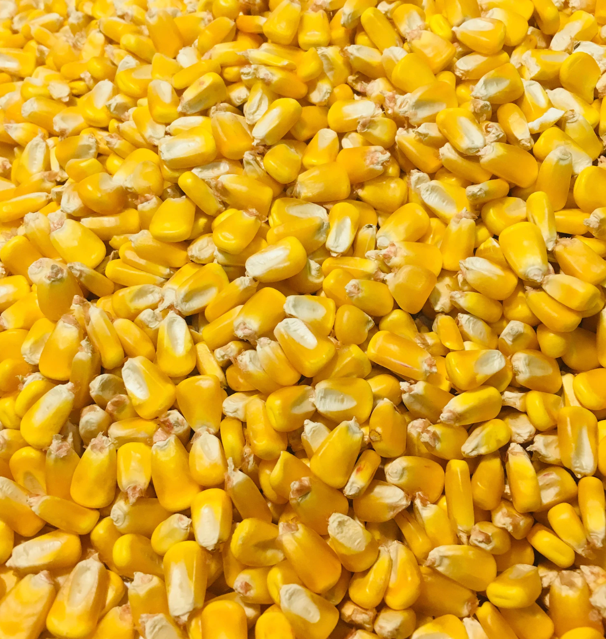 Whole Deer Corn - 50 lb Bag - STX