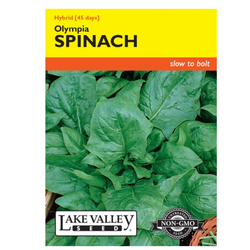 Spinach Olympia Hybrid
