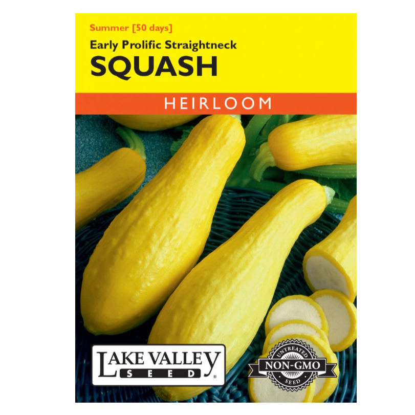 Squash Summer Early Prolific Straightneck Yellow H