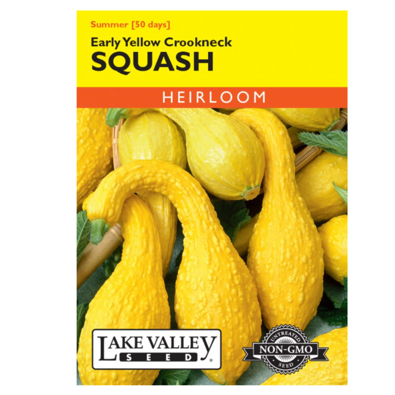 Squash Summer Early Yellow Crookneck Heirloom
