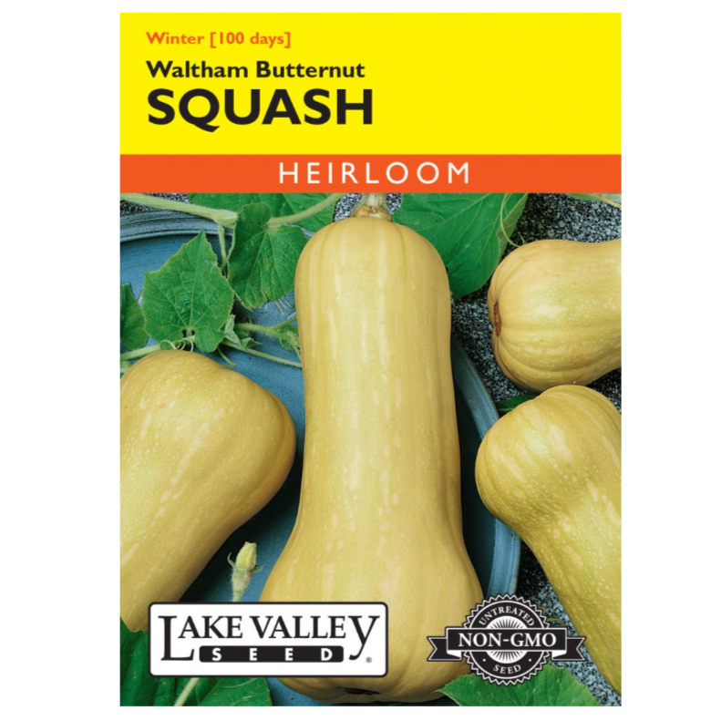 Squash Winter Waltham Butternut Heirloom