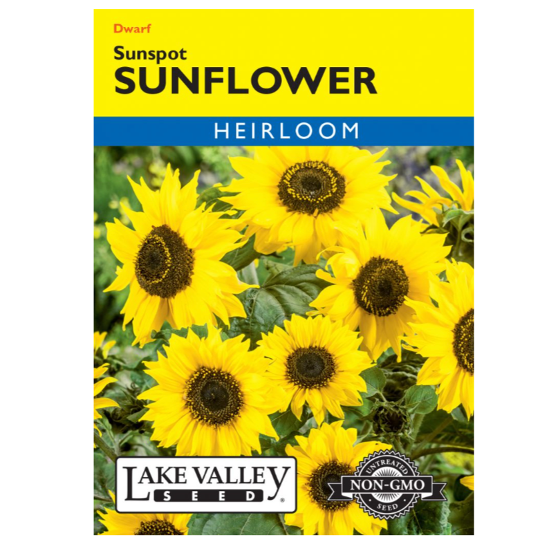 Sunflower Sunspot Dwarf Heirloom