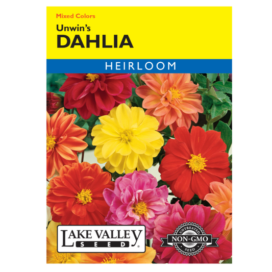 Dahlia Unwin's Mixed Colors Heirloom