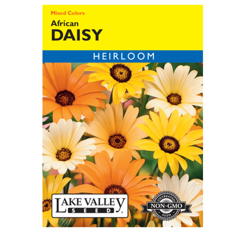 Daisy African Mixed Colors Heirloom