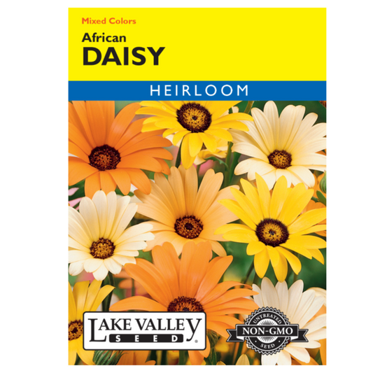 Daisy African Mixed Colors Heirloom