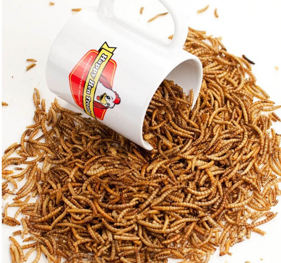 Dried Mealworms 5lbs