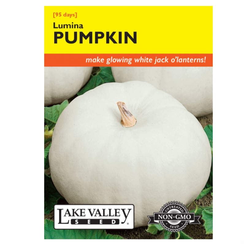 Pumpkin Lumina (white)