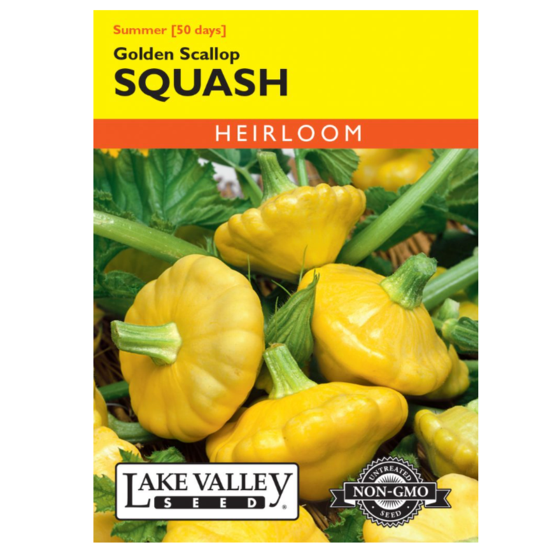 Squash Summer Golden Scallop Yellow Heirloom